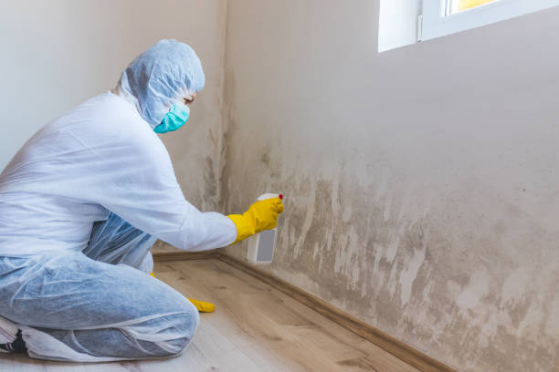 Licensed Basement Mold Remediation service in Pottstown, PA - Car Mold Remediation