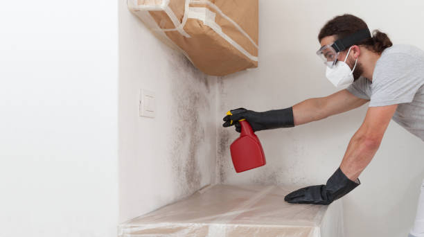 Professional Basement Mold Remediation technician working in Pottstown, PA