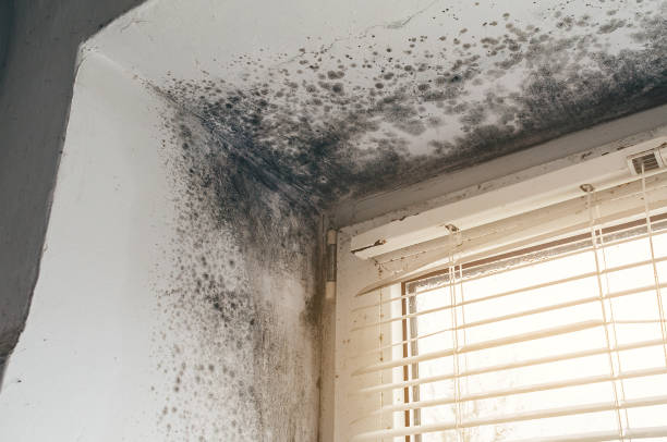 Affordable Basement Mold Remediation solutions in Pottstown, PA